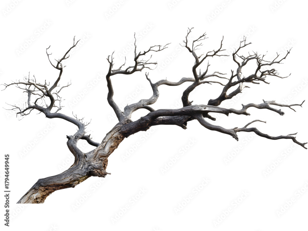Fototapeta premium Leafless dead tree isolated on transparent background, perfect for autumn, drought, or environmental design themes.