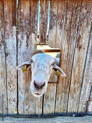 curious goat in the window
