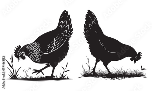 Silhouettes of two domestic hens pecking at grass, farm bird vector illustration design on white
