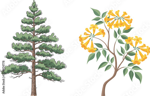Coniferous pine tree and flowering yellow blossom tree, nature contrast, botanical diversity, forest flora, seasonal growth, green foliage, landscape harmony, plant species, outdoor environment, 