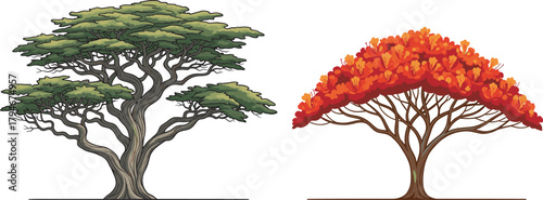 Gnarled green tree and vibrant autumn tree, seasonal foliage contrast, botanical diversity, forest scene, nature landscape, outdoor environment, plant structure, scenic view, colorful leaves, bloom