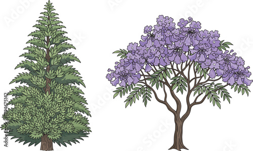 Coniferous pine tree and jacaranda flowering tree, botanical contrast, vibrant purple blossoms, green foliage, forest diversity, nature scene, outdoor landscape, seasonal bloom, plant structure, 