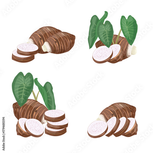 Set Taro Root. Tropical Vegetable.