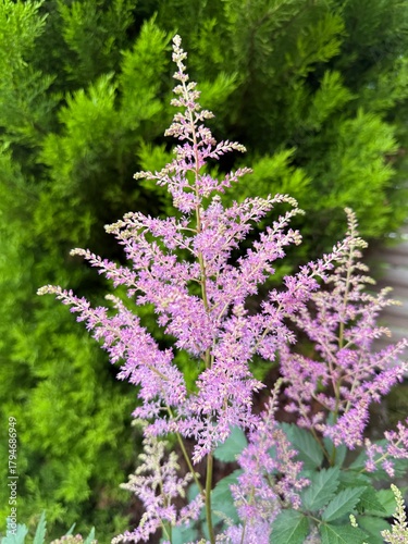 Fleurs d’astilbe rose – plante vivace ornementale 