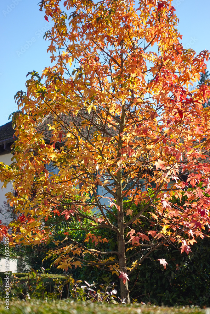Naklejka premium Riehen, Switzerland becomes truly beautiful in autumn, with vibrant foliage transforming its parks, forests, and riverbanks into a vivid tapestry of color. An ideal season for peaceful walks and photo