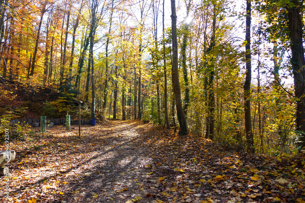 Obraz premium Riehen, Switzerland becomes truly beautiful in autumn, with vibrant foliage transforming its parks, forests, and riverbanks into a vivid tapestry of color. An ideal season for peaceful walks and photo