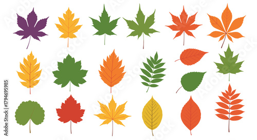 A beautiful collection of assorted autumn leaves in various colors and shapes.