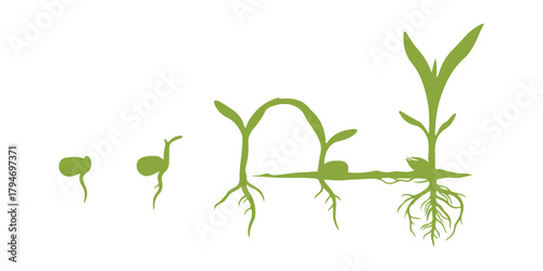 Stages of corn (maize) seed germination lined up on a white background
