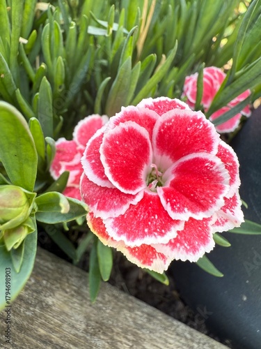 Œillet rose et blanc en gros plan