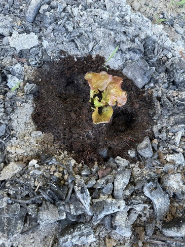 Plant de salade entouré de cendres – Fertilisation naturelle au potager