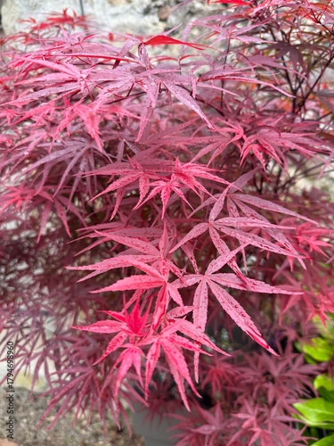 Arbre d’ornement aux feuilles rouges et pourpres