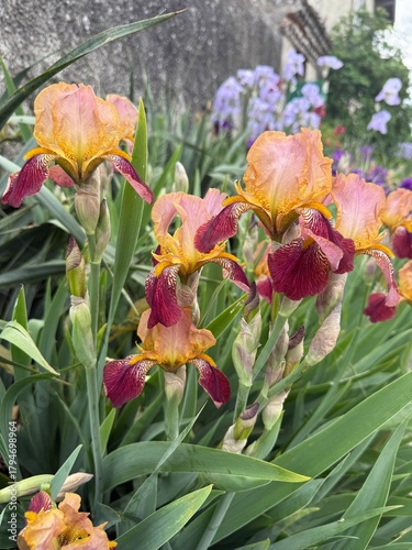 Magnifiques iris multicolores en pleine floraison