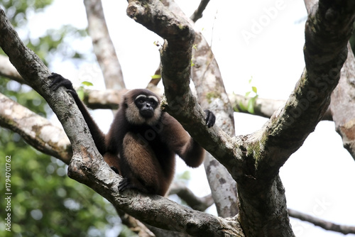 The Bornean gibbon or Owa is a type of arboreal ape endemic to Kalimantan, Indonesia.
