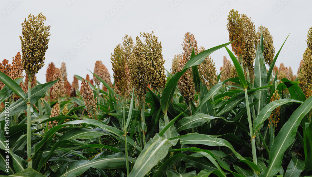 Obraz premium Sorghum crops in the autumn farm