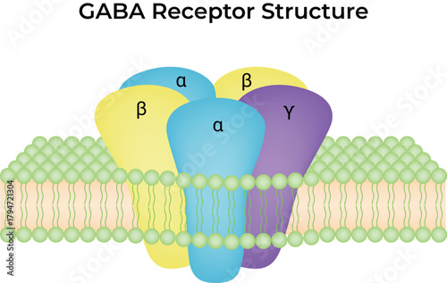 GABA Receptor Structure in Cell Membrane Vector Illustration