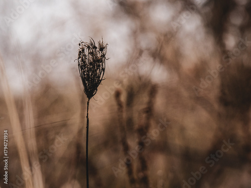 Fototapeta Naklejka Na Ścianę i Meble -  dry grass in the morning