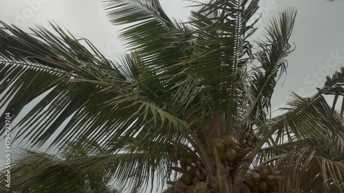 Establishing shot of palm trees blowing in the breeze on the beach on an overcast day.