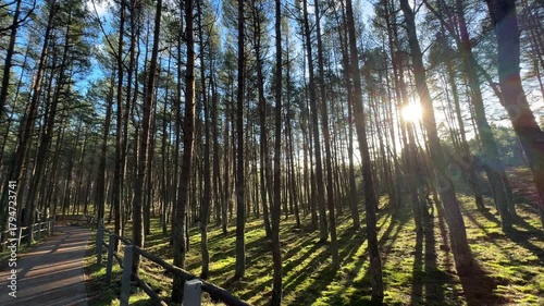 Dancing Forest Under Bright Sunlight With Swaying Trees And Nature Magic