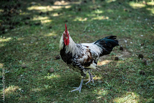 hühner vogel natur tier huhn hahn