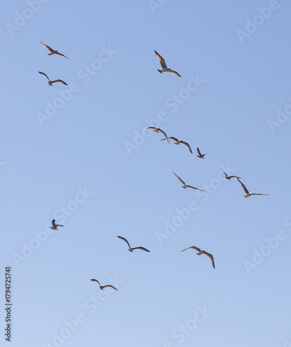 A flock of birds flying in the sky