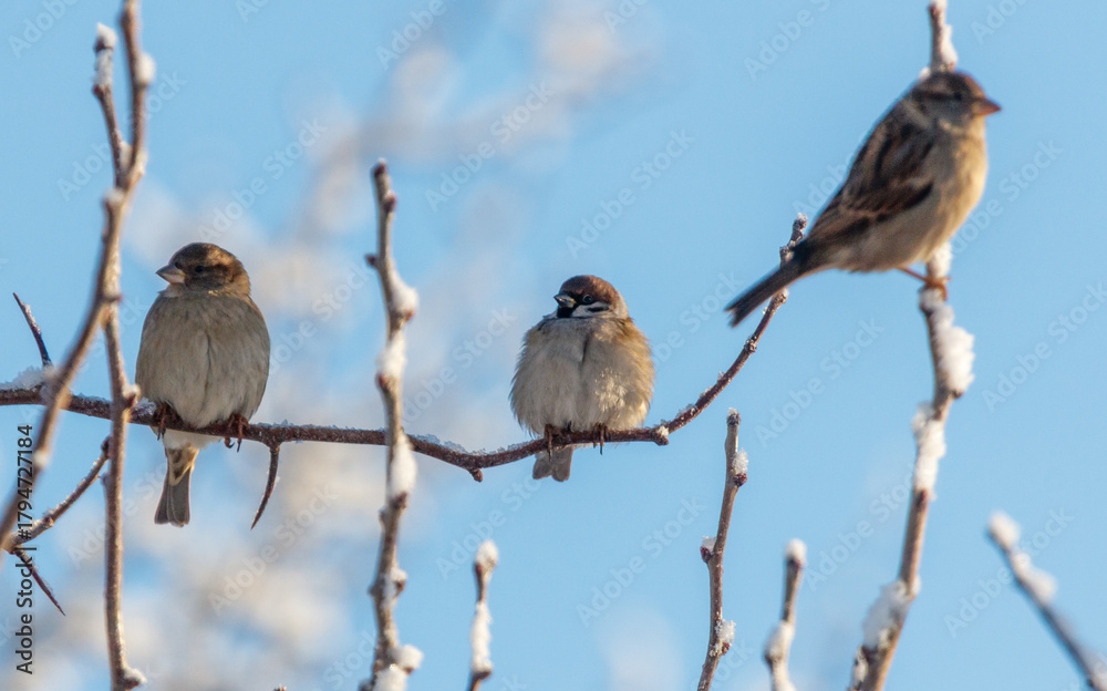 Fototapeta premium Three birds are sitting on a branch