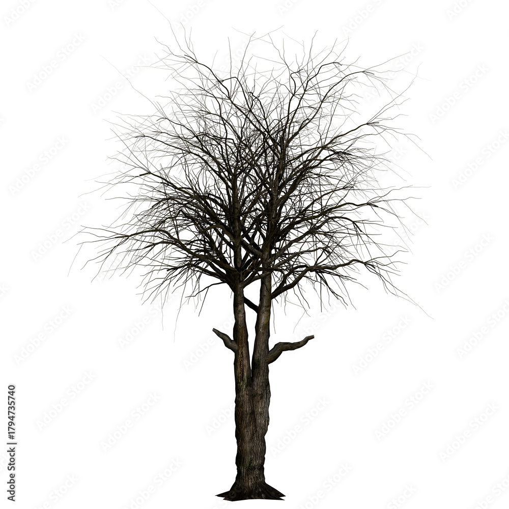 Fototapeta premium Winter tree no leaf
