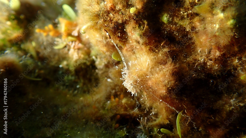 Fototapeta premium Small red algae (Ceramium ciliatum cf.) undersea, Ligurian Sea, Italy, Imperia