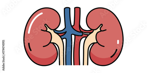 Illustration of the human kidney anatomy, showcasing arteries and veins for medical education
