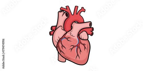 Anatomical Heart Illustration Medical Imagery for Educational Purposes