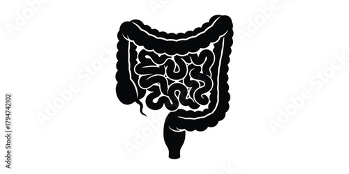 Anatomical illustration of the human digestive system, clearly showing the intricate small and large intestines, essential for medical, health, and wellness concepts