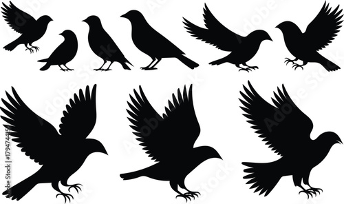 Black bird silhouettes collection flying standing birds on a white background