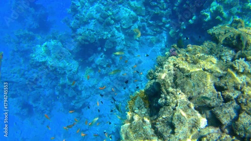 Underwater seascape on the coral reef in Red Sea, Egypt