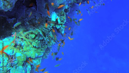 Underwater seascape on the coral reef in Red Sea, Egypt