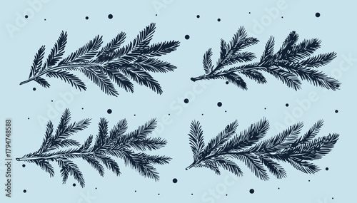 Blue fir branch, hand drawn set.	
