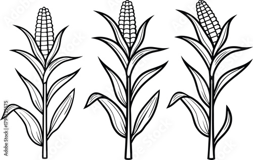 Corn Illustration Set. Fresh Corn Collection. Corn Icons and Elements. Sweet Corn Graphics. Maize Crop Illustration Set. Corn Vegetables Bundle. Corn Cobs and Kernels Art. Organic Corn Food Set