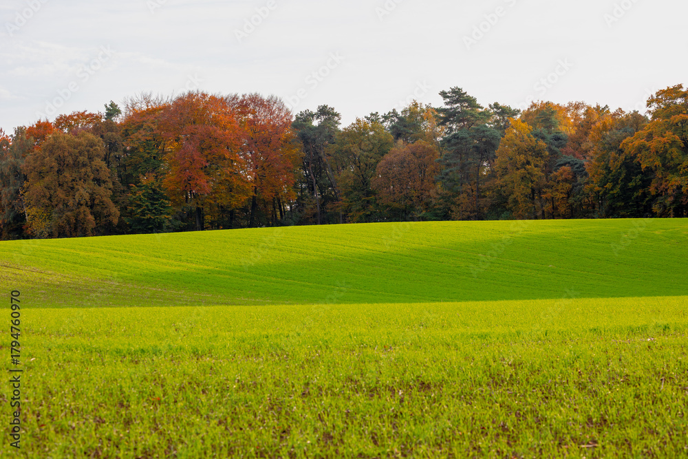 Fototapeta premium Autumn landscape, Terrain hilly countryside with green grass and slope, Duivelsberg high hill in Berg en Dal on the moraine between Beek and the Dutch-German border, Nijmegen, Gelderland, Netherlands.