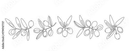 Set of Olive Branches. Linear isolated abstract Olives. Vector design elements