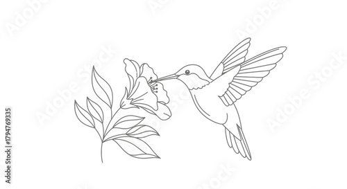 Elegant hummingbird illustration gracefully reaching for nectar from a delicate flower bloom
