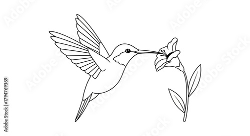 Elegant hummingbird illustration reaching for nectar from a blooming flower line art