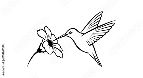 Elegant hummingbird approaching a blooming flower delicate lines on a white background