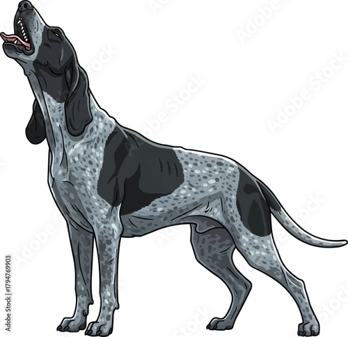 Grand Bleu de Gascogne dog howling yawning vector illustration