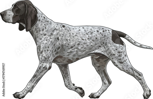 Grand Bleu de Gascogne dog walking trotting vector illustration