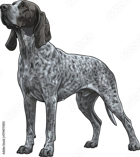 Grand Bleu de Gascogne dog looking up curious vector illustration