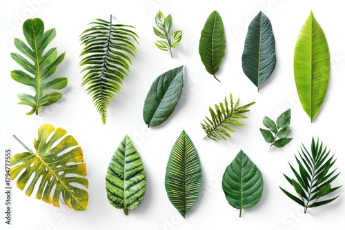 Assortment of diverse green leaves, arranged on a bright white background