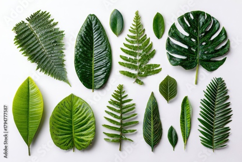 Assortment of diverse green leaves arranged on a white background