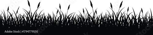 Tall grass border silhouette, field meadow reeds illustration, isolated black wild plant design element, horizontal organic nature banner, uncut overgrown foliage vector graphic, spring growth layer.