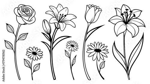 Beautiful Line Art Flowers Set Rose Lily Tulip Daisy Botanical Outlines for Graphic Design Web Print Invitations Decor and Branding