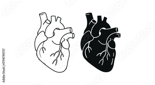 Heart anatomy vector illustration medical diagram drawing