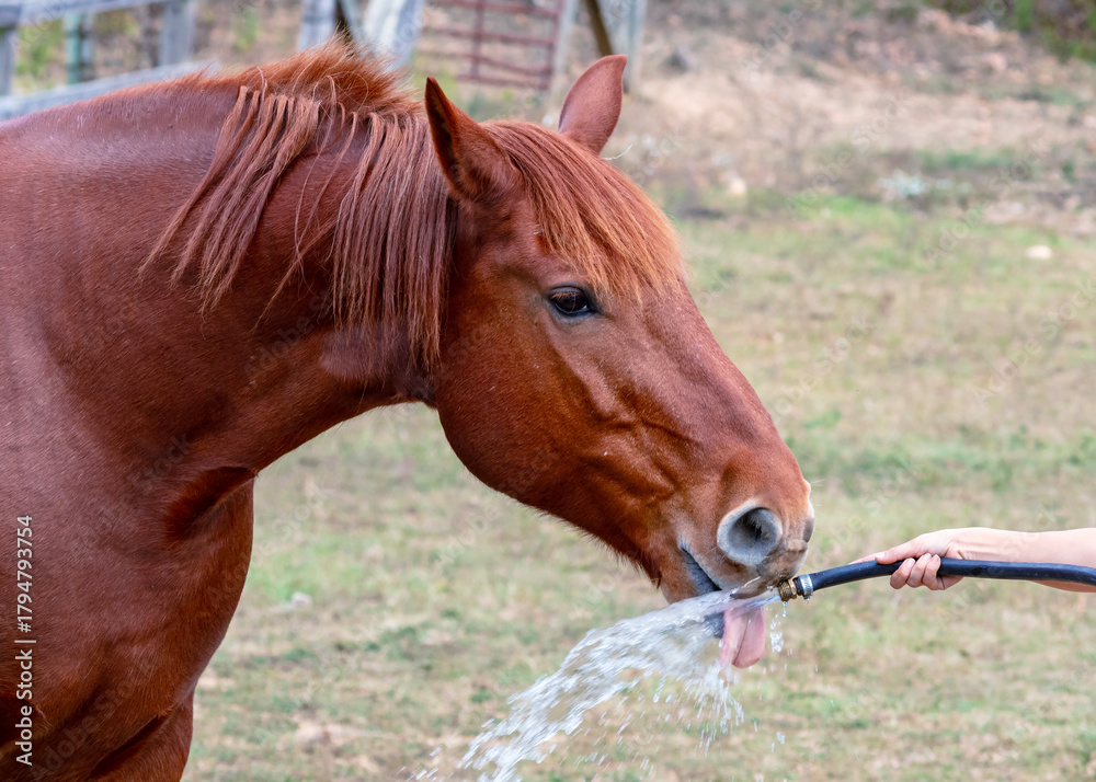 Fototapeta premium portrait of a horse drinking water from a hose