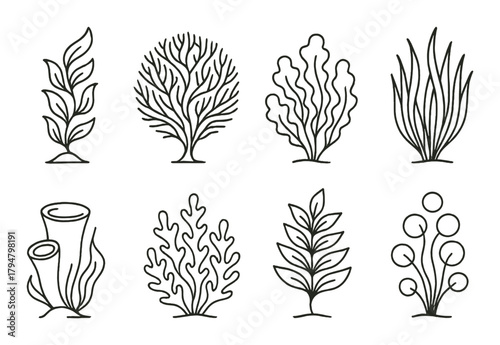 Various seaweed illustrations on brown background